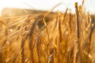Tarım alanı. Olgun arpa kulakları. Zengin hasat kavramı.