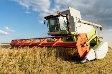 Buğday hasadını birleştirerek olgunlaşmış buğday toplar. Tarım imajı