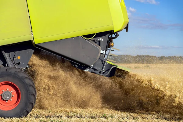 Buğday hasadını birleştirerek olgunlaşmış buğday toplar. Tarım imajı
