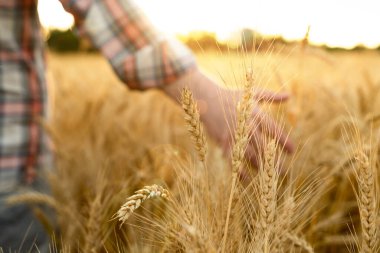 El buğday kulaklarına dokunur. Buğday tarlasında çiftçi. Zengin hasat kavramı