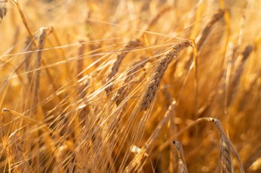 Tarım alanı. Olgun arpa kulakları. Zengin hasat kavramı.