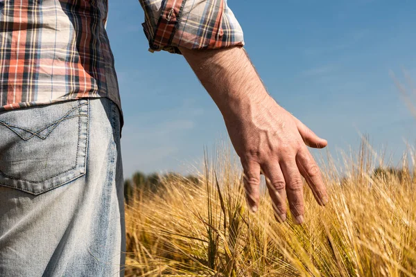 La mano toca las orejas de cebada. Agricultor en un campo de trigo. concepto de cosecha rica — Foto de Stock