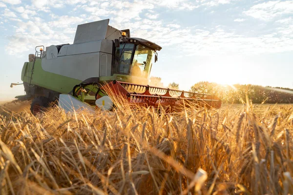 Colheitadeira colheitadeira colheitas de trigo maduro. Imagem da agricultura — Fotografia de Stock