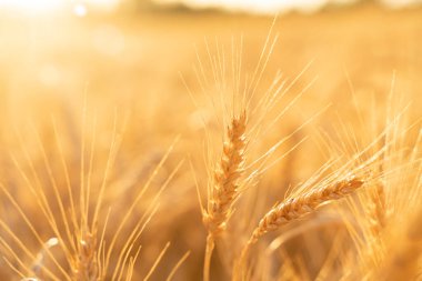 Tarım alanı. Gün batımının arka planında olgunlaşmış buğday kulakları. Zengin hasat kavramı.