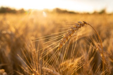 Tarım alanı. Gün batımının arka planında olgunlaşmış buğday kulakları. Zengin hasat kavramı.