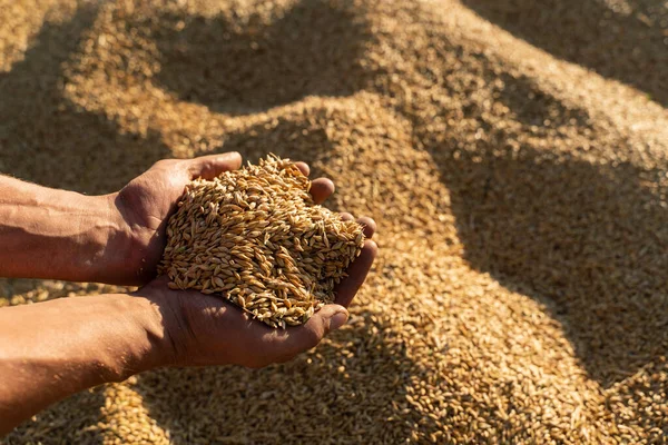 Farmer holds barley grain in his hands — Stock Photo, Image
