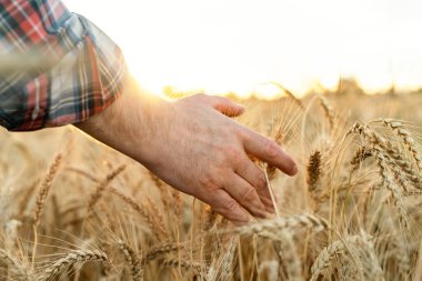 El buğday kulaklarına dokunur. Buğday tarlasında çiftçi. Zengin hasat kavramı