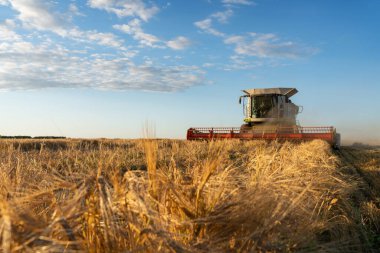 Buğday hasadını birleştirerek olgunlaşmış buğday toplar. Tarım imajı