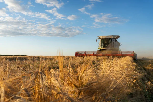 Buğday hasadını birleştirerek olgunlaşmış buğday toplar. Tarım imajı