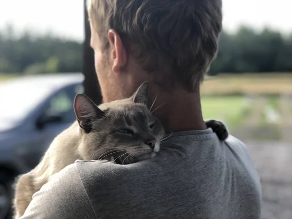 Happy meeting of the gray blue-eyed cat with the owner after parting, the cat gratefully hugs the blonde and smiles. Meeting of the friends of the background lawn and a car in the yard of a private home. Animal smiling, happiness and harmony