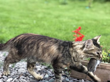 Kedi bir fare yakaladı ve aç yavru kedi için üretim ile çalışır