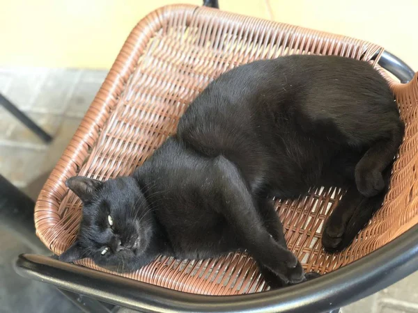 Μαύρη Γάτα Παίζει Νωχελικά Ξαπλωμένη Στην Καρέκλα Κήπου Κρατώντας Πόδια — Φωτογραφία Αρχείου