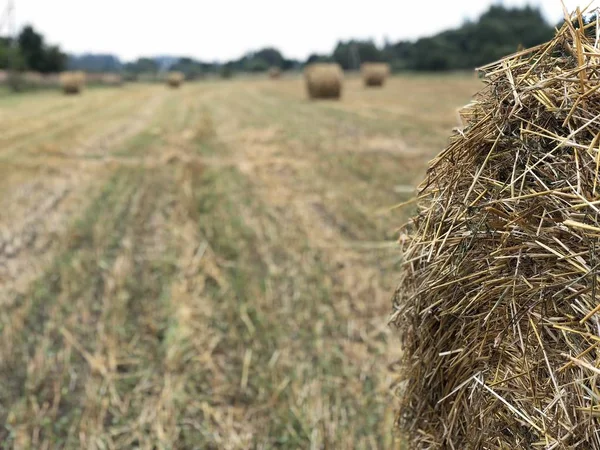 Haystack Slanted Field Fresh Summer Morning — Stock Photo, Image