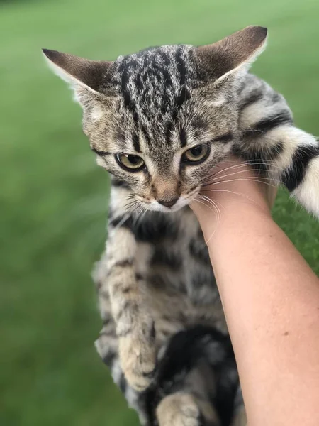 Wild Caught Kitten Hands Green Lawn Background Cat Does Caught — Stock Photo, Image