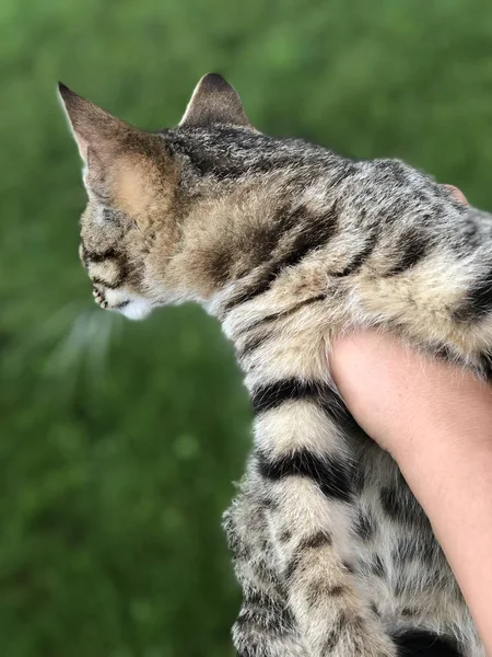 Dziki Kociak Złowione Ręce Tle Zielonego Trawnika Kot Nie Chce — Zdjęcie stockowe