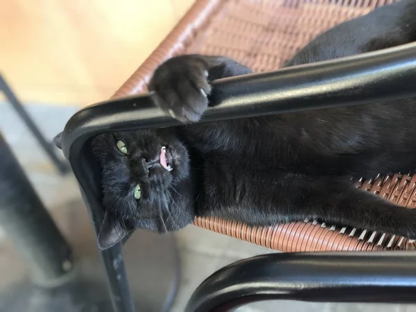 Black Cat Lazily Playing Lying Garden Chair Holding Paws Chair — Stock Photo, Image