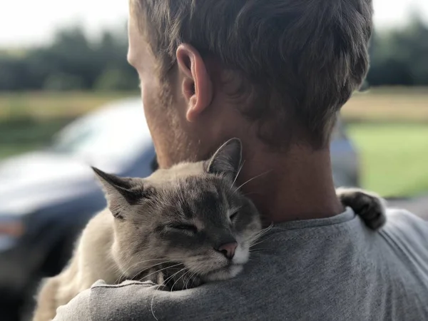 Happy Meeting Gray Blue Eyed Cat Owner Parting Cat Gratefully — Stock Photo, Image