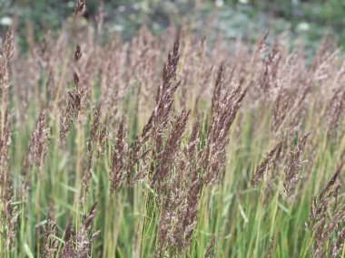 Yüksek çiçekli bitkiler arasında temiz bir göl kıyısında bir sigara sıcak günde doğayla uyumlu birlik