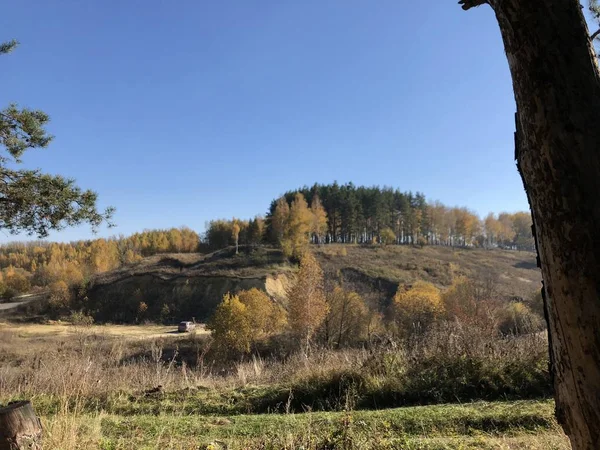 Malerische Landschaft Einem Sonnigen Herbsttag Vergilbte Brisen Und Grüne Kiefern — Stockfoto