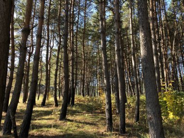 Güneşli bir sonbahar gününde güzel manzara: glade ve engebeli arazide bir çamları