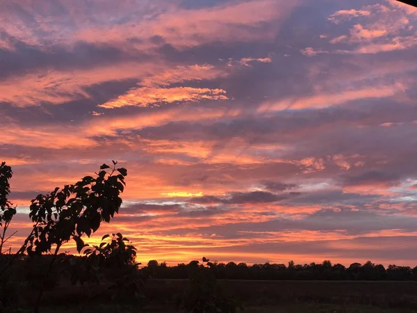 Beau Déclin Rose Rouge Sur Une Prairie Été Avec Bois — Photo