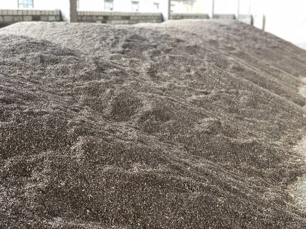 büyük yığın-in tohum buğday ve buğday, iyi hasat