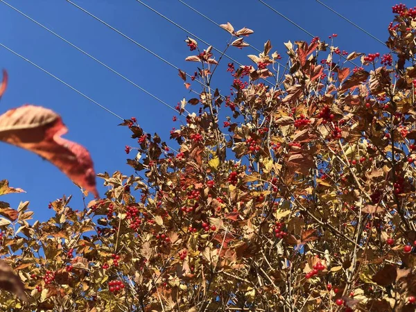 Rote Beere Viburnum Auf Einem Herbstbaum Gegen Den Blauen Himmel — Stockfoto