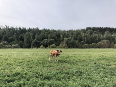 kırmızı benekli inek ahşap yanındaki bir yaz gününde sahada otlatma