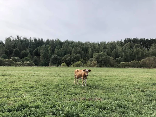 红色斑点牛在田野上吃草在一个夏天的一天 旁边的木材 — 图库照片
