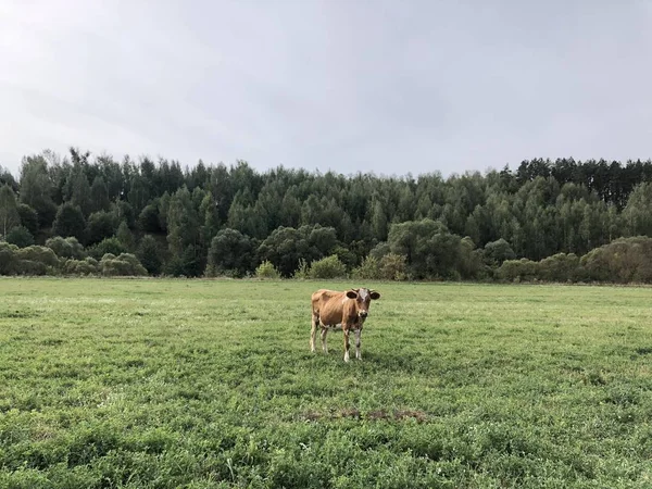 Rot Gefleckte Kuh Weidet Einem Sommertag Auf Dem Feld Neben — Stockfoto