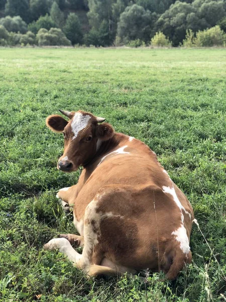 Rot Gefleckte Kuh Weidet Einem Sommertag Auf Dem Feld Neben — Stockfoto