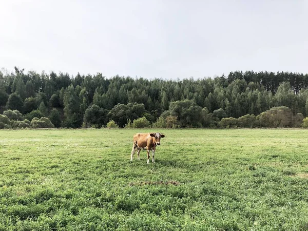 Rot Gefleckte Kuh Weidet Einem Sommertag Auf Dem Feld Neben — Stockfoto