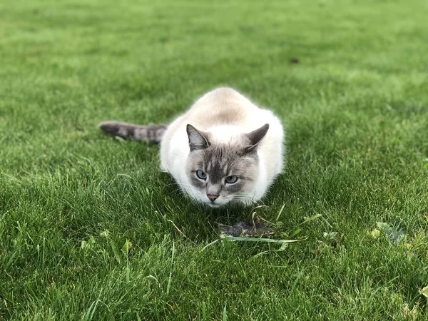 Gray Siamese Domestic Cat Caught Mouse Green Lawn Summer Day — Stock Photo, Image
