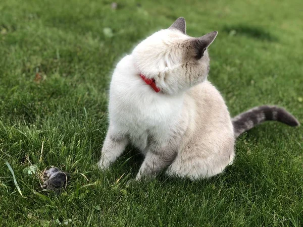 Gato Doméstico Siamés Gris Atrapado Ratón Césped Verde Día Verano — Foto de Stock