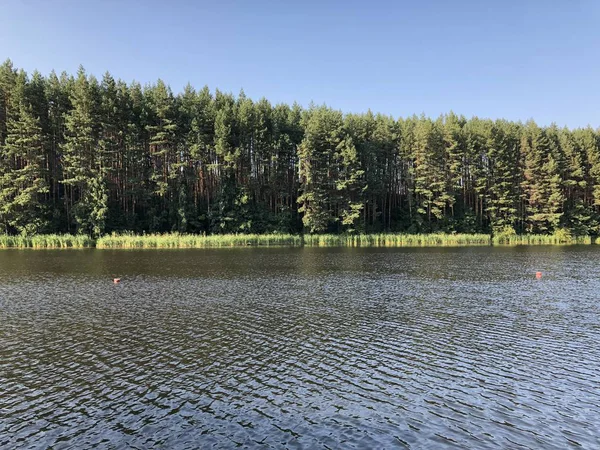 nehir boyunca çam ormanı yaz gün
