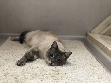 mavi gözlü kedi halı üzerinde yalan ve gülümseyen, manzara iç