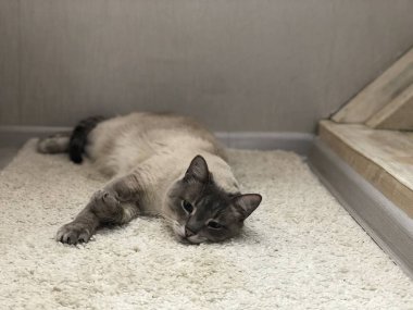 mavi gözlü kedi halı üzerinde yalan ve gülümseyen, manzara iç