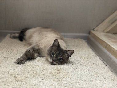 mavi gözlü kedi halı üzerinde yalan ve gülümseyen, manzara iç