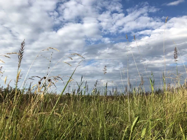 Wildblumen Auf Einer Endlosen Wiese Einem Sommertag — Stockfoto