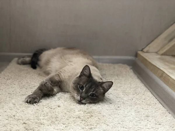 mavi gözlü kedi halı üzerinde yalan ve gülümseyen, manzara iç