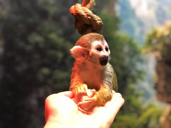 Kleine Aap Kinderboerderij Zit Menselijke Palm — Stockfoto