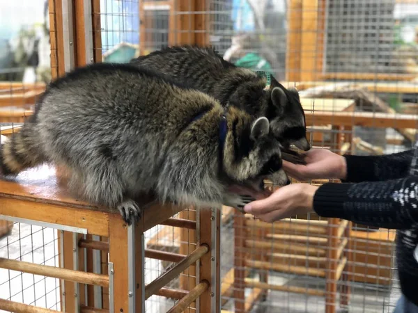 raccoons eat from hands in the manual contact zoo, a man feeds wild animals from hands