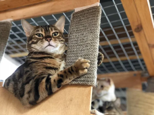 Eine Seltene Rasse Bengal Cat Schläft Spielt Lebt Streichelzoo — Stockfoto