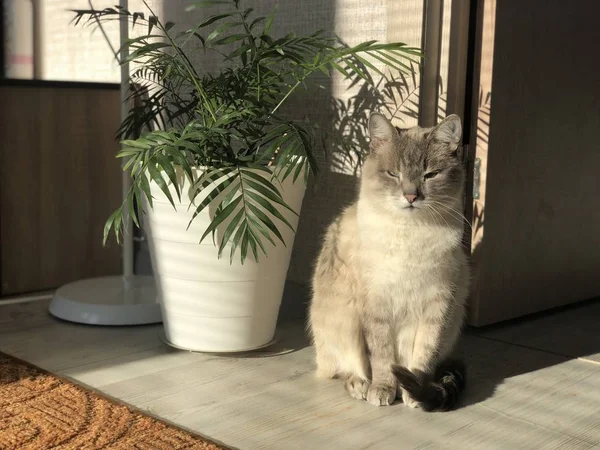 美丽的精心打扮的家 灰白色的蓝眼睛猫斜视着从太阳下在家庭棕榈阿雷卡在明亮的房间 — 图库照片