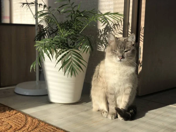 Mooi Verzorgd Huis Grijs Wit Blauwogige Kat Loensen Bevorderen Van — Stockfoto