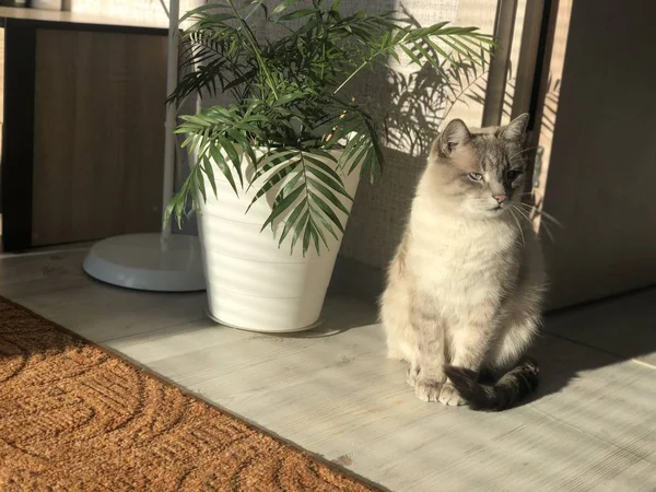 美丽的精心打扮的家 灰白色的蓝眼睛猫斜视着从太阳下在家庭棕榈阿雷卡在明亮的房间 — 图库照片