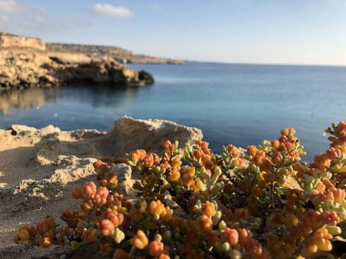 orijinal parlak sarı-turuncu bitki örtüsü Kıbrıs ıssız kayalık sahil güneşli bir günde