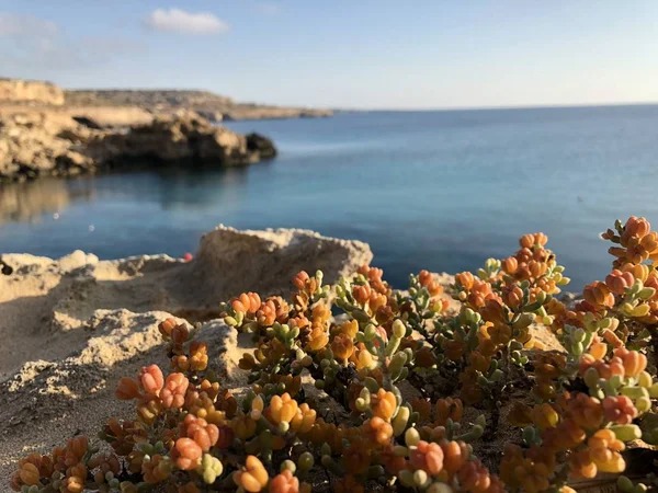 Vegetación Amarillo Naranja Brillante Original Costa Rocosa Desierta Chipre Día — Foto de Stock