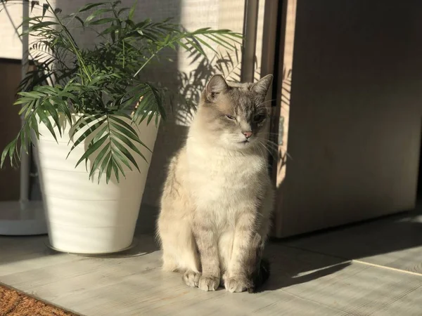 美丽的精心打扮的家 灰白色的蓝眼睛猫斜视着从太阳下在家庭棕榈阿雷卡在明亮的房间 — 图库照片