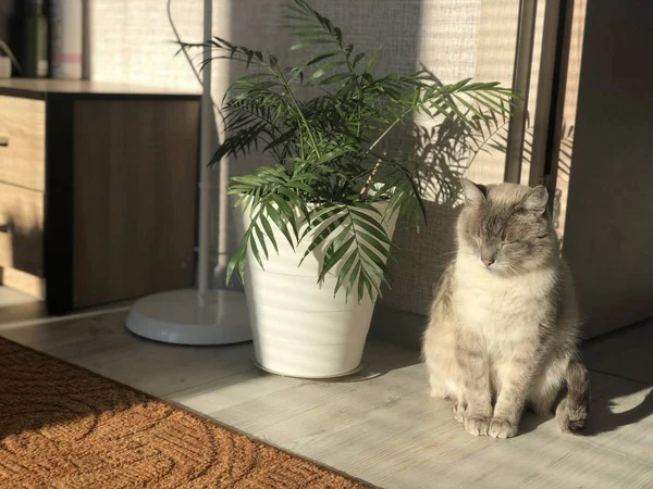 Hermoso Bien Cuidado Casa Gris Blanco Ojos Azules Gato Entrecerrando — Foto de Stock